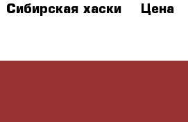 Сибирская хаски. › Цена ­ 7 000 - Брянская обл., Брянск г. Животные и растения » Собаки   . Брянская обл.